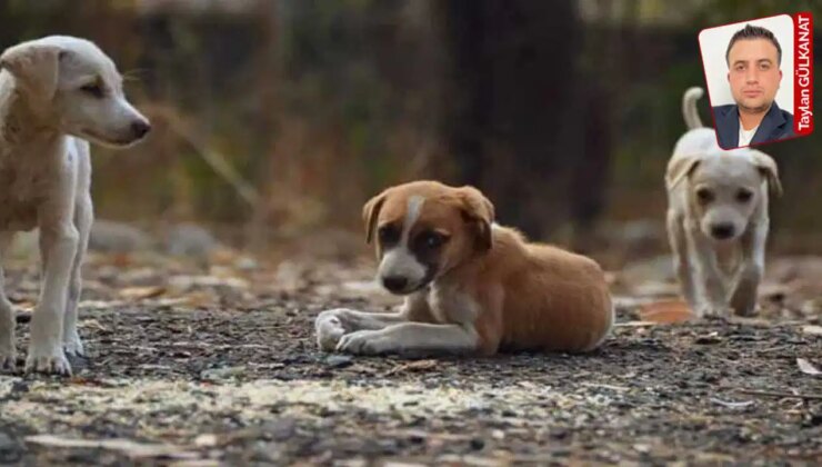 Bakanlık sokak hayvanlarına ayırdığı paranın yalnızca yüzde 1,83’ünü harcamış: ‘İhmal mi, bilinçli tercih mi?’
