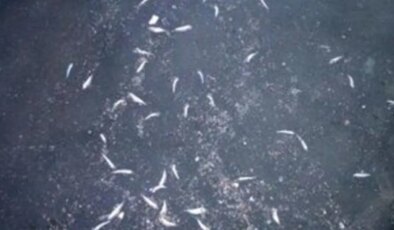 Balık ölümleri endişe yarattı… Karadeniz Ereğli OSB’den dereye atık iddiası