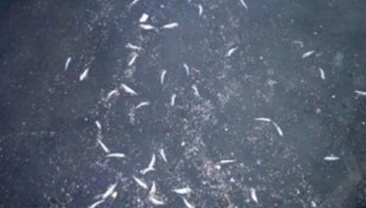 Balık ölümleri endişe yarattı… Karadeniz Ereğli OSB’den dereye atık iddiası