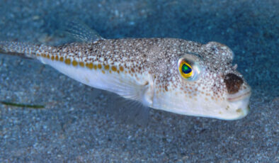 Balon balığı avcılığına verilen destek artırıldı