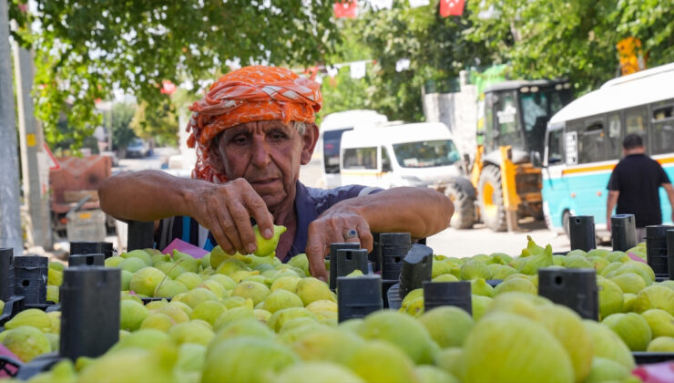 Bardakçık inciri, İzmirli çiftçilerin kooperatif gücü ile değer buldu