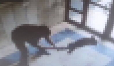 Başakşehir’de kediye işkence ederek öldüren kişi gözaltına alındı; Bakan Tunç açıklama yaptı