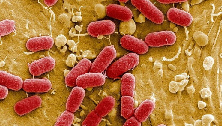 Bilim insanları uyarıyor: Et yiyen bakteri vakaları artıyor