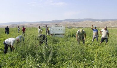 Birçok şehirde hasadı bitti: Yozgat’ta yeni başladı…
