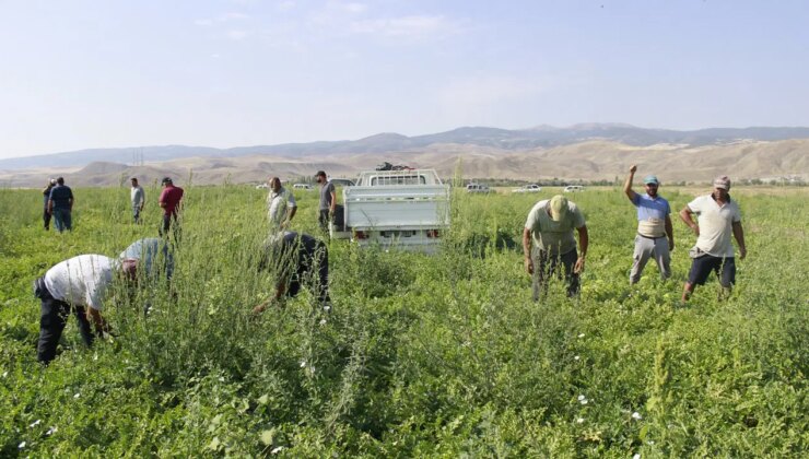 Birçok şehirde hasadı bitti: Yozgat’ta yeni başladı…