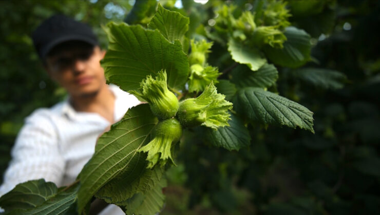 Bu yıl fındıkta 453 bin ton rekorlte bekleniyor