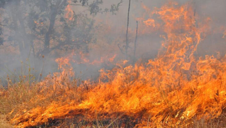 Bulgaristan’da orman yangını paniği