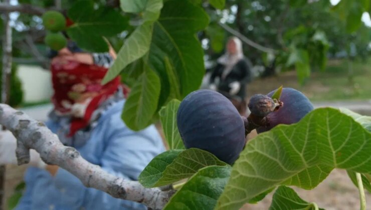 Bursa’nın 30 köyünde yetişiyor: İngiltere Düşesi Kate Middleton’un favorisi….