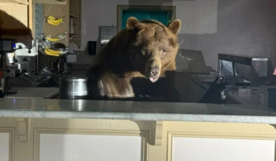 California’da ayı, dondurma dükkanını bastı