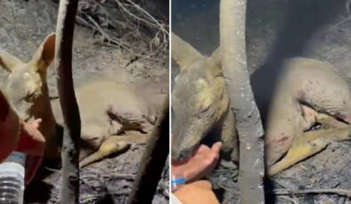 Çanakkale’de yangın: Yaralı bulunan ceylana su içirdiler