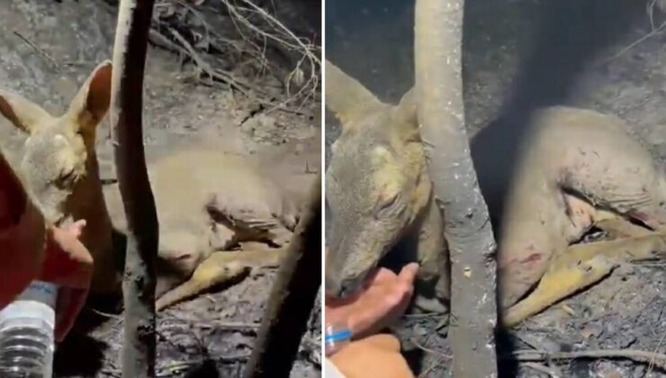 Çanakkale’de yangın: Yaralı bulunan ceylana su içirdiler