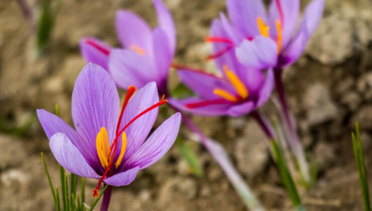 Çiçek deyip geçmeyin: Bu çiçekleri üreten köşeyi dönüyor! Koleksiyonerler harıl harıl arıyor