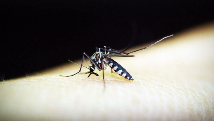 Çin’de 7 binden fazla kişiye sivrisinek kaynaklı chikungunya virüsü bulaştı