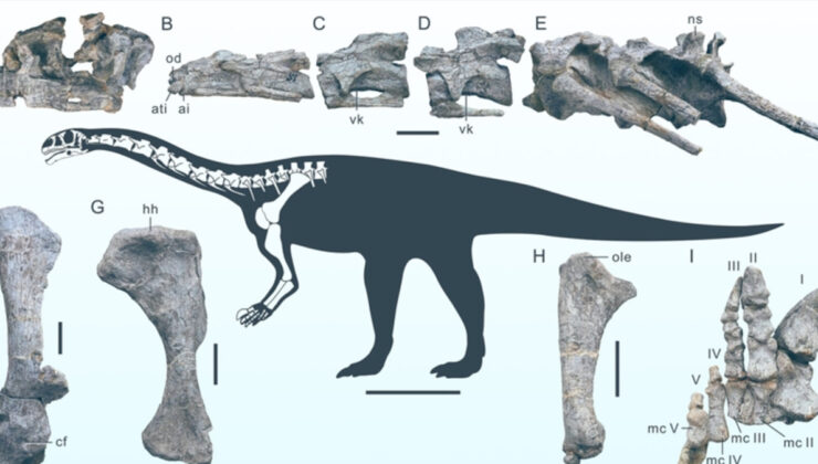 Çin’in Yunnan kentinde yeni bir dinozor türüne rastlandı