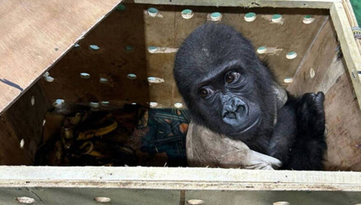 Cumhuriyet gündeme getirdi: ‘Zeytin’ Nijerya’ya iade edilecek
