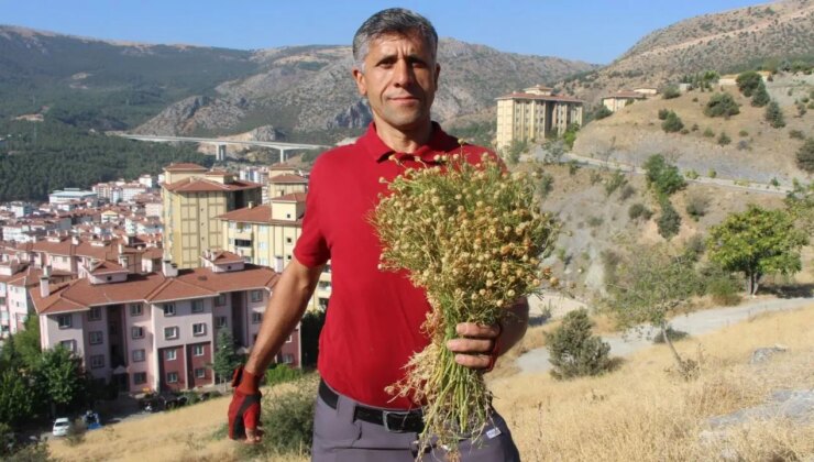 Dağ yamaçlarından topluyor, 100 TL’ye satıyor: Nazardan korunmak isteyenler alıyor…