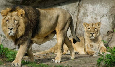 Danimarka’da skandal çağrı: ‘Evcil hayvanınızı yırtıcılara bağışlayın’