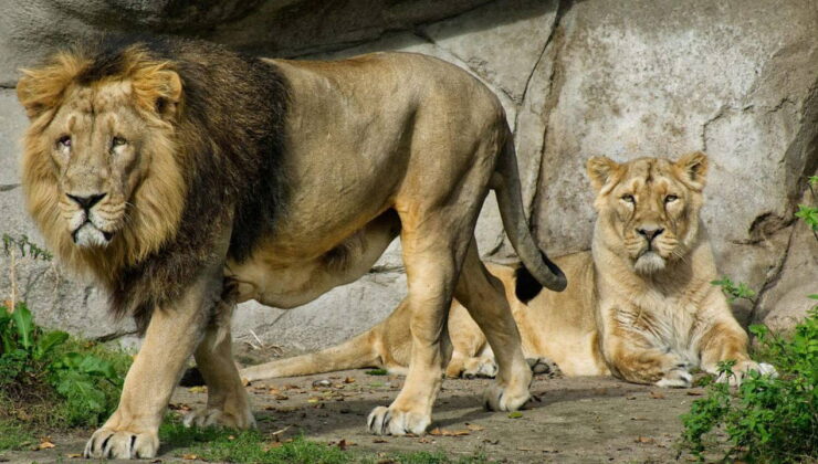 Danimarka’da skandal çağrı: ‘Evcil hayvanınızı yırtıcılara bağışlayın’