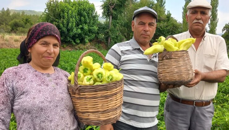 Denizli’de hasat erken başladı:  800 dekar alanda üretiliyor…