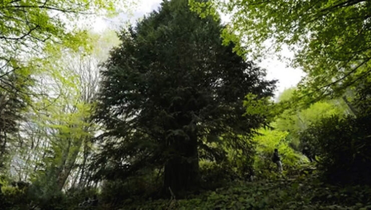 Dünyadaki en yaşlı 5 ağaçtan biri Türkiye’de