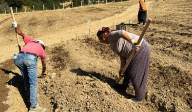 Dünyanın en pahalı baharatı safran soğanları toprakla buluşuyor