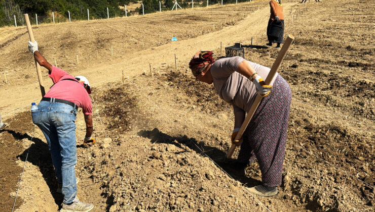 Dünyanın en pahalı baharatı safran soğanları toprakla buluşuyor