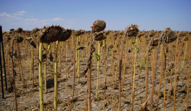 Edirne’de ayçiçeği denemeleri hasatla tamamlandı: Kuraklığa çözüm arayışı