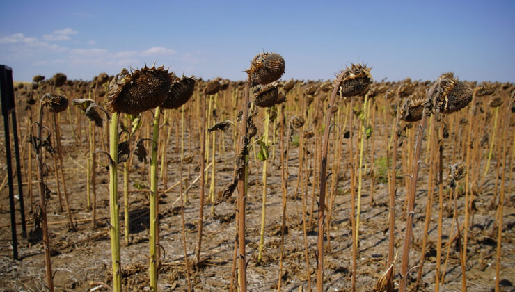 Edirne’de ayçiçeği denemeleri hasatla tamamlandı: Kuraklığa çözüm arayışı
