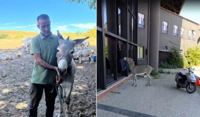 Edirne’de otogarın maskotu ‘Kadife’, sahibine kavuştu