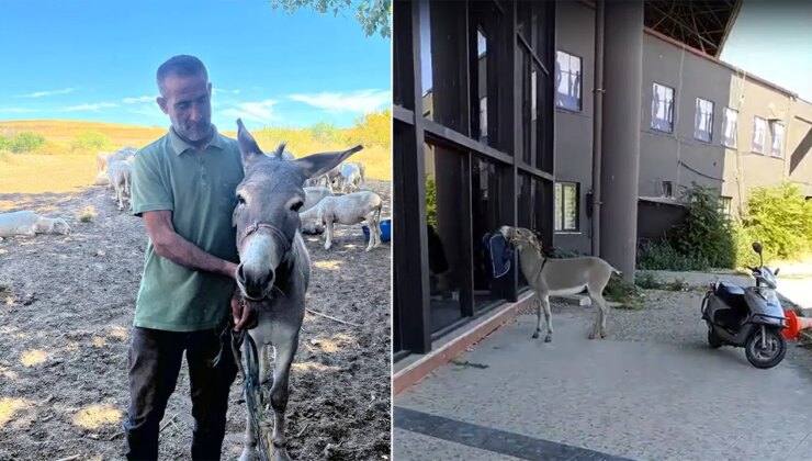 Edirne’de otogarın maskotu ‘Kadife’, sahibine kavuştu