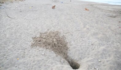Ekolojik Araştırmalar Derneği: ‘Caretta yuvaları, para karşılığı turistlere açılıyor’