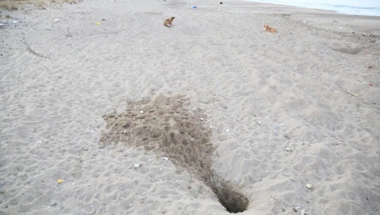 Ekolojik Araştırmalar Derneği: ‘Caretta yuvaları, para karşılığı turistlere açılıyor’