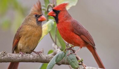 Ekosistem alarmı: Kuşların bir kısmı cinsiyet değiştiriyor