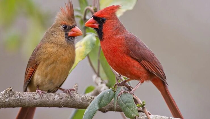 Ekosistem alarmı: Kuşların bir kısmı cinsiyet değiştiriyor