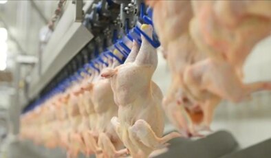 Elazığ’da bir işletmede 345 kilo bozulmuş tavuk ürünü ele geçirildi