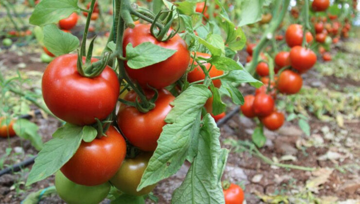 En çok domates üretimi yapan ülkeler belli oldu! Türkiye sıralamasıyla şaşırttı