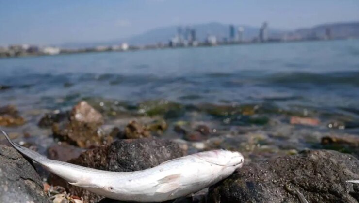 Endişe yaratmıştı: Sivas’taki balık ölümlerinin nedeni belli oldu!