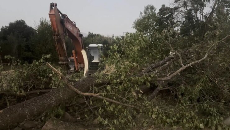 Erzincan’da acı olay… Devrilen ağacın altında kalarak can verdi!