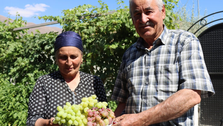 Erzincan’da Ahıska Türkü çift, Ukrayna’dan getirdiği fidanlarla Erzincan’da 70 çeşit üzüm yetiştiriyor