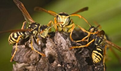 Eski nükleer silah test bölgesinde radyoaktif arı yuvası bulundu