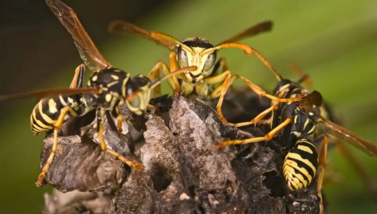 Eski nükleer silah test bölgesinde radyoaktif arı yuvası bulundu