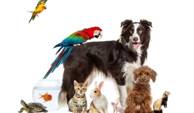 Evcil hayvan sahiplerinin dikkat etmesi gereken 10  püf nokta