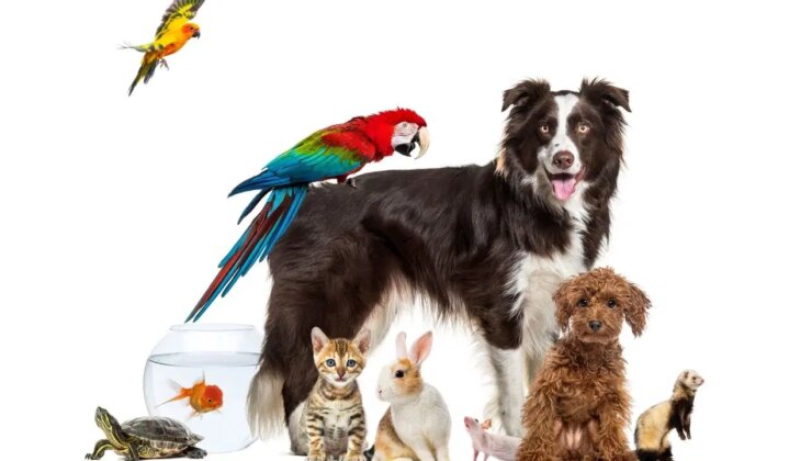 Evcil hayvan sahiplerinin dikkat etmesi gereken 10  püf nokta