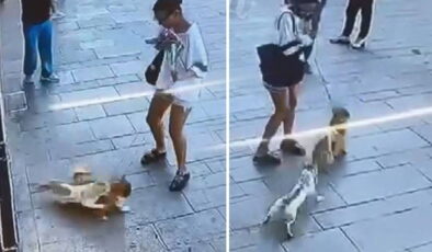 Fatih’te esnafın maskotu ‘Muhtar’ isimli kedi, sahipli köpeğe saldırdı