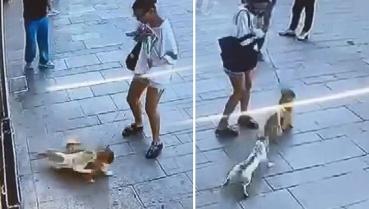 Fatih’te esnafın maskotu ‘Muhtar’ isimli kedi, sahipli köpeğe saldırdı