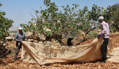 Fıstığın anavatanı Gaziantep’te hasat zamanı