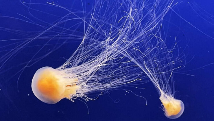 Fransa’da nükleer denizanası alarmı: Dört reaktör kapatıldı