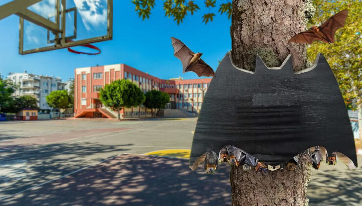 Fransa’da okul bahçelerine yarasa yuvaları kuruluyor: İşte sebebi