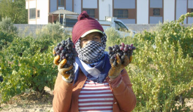 Gaziantep’te üzüm hasadı zamanı