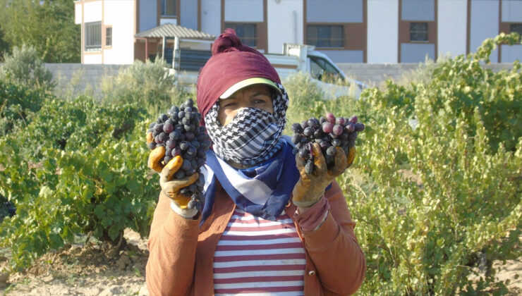Gaziantep’te üzüm hasadı zamanı